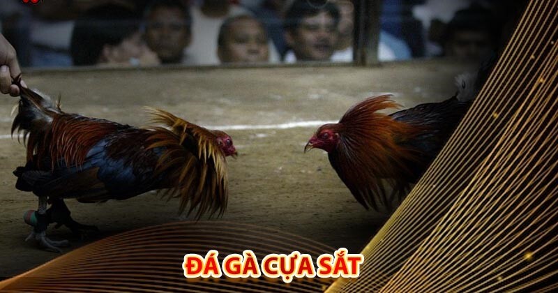 Định nghĩa chính xác nhất về đá gà cựa sắt