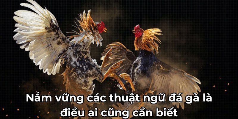 Nắm vững các thuật ngữ đá gà là điều ai cũng cần biết