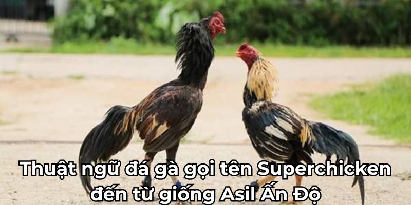 Thuật ngữ đá gà gọi tên Superchicken đến từ giống Asil Ấn Độ