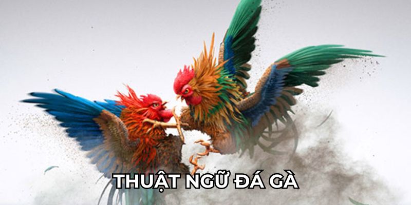 Thuật Ngữ Đá Gà Phổ Biến Nhất 2024 Cho Kê Thủ